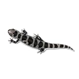 Marbled Salamander Vinyl Decal