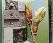 Amazon.co.jp: 自□ 大倉舜二 ゼフィルス24 日本産ミドリシジミ類24種