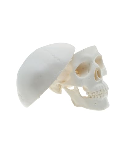Qrebyq MNSM001 Mini Skull Anatomy Model thumb #2