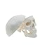 Mini Skull Anatomy Model for Studying - Human Skull Model, Small Plastic Head Bones for Artists Drawing - QREBYQ Anatomy Skull Model