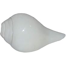 Natural Blowing Shankh/Conch 6 Inch Good Sound Vamavarti Shankha