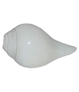 ShivaRatna Natürlich blasender Schaft Muschelhorn 15,2 cm