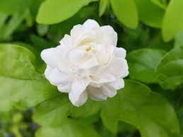 Jasmine seeds for home garden,high germination (13 seeds) (B0CKFC8DS6) Amazon Price History, Amazon Price Tracker
