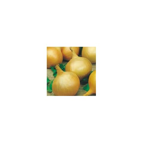 Onion Bedfordshire Champion Seeds by Country Value. Average 200 Seeds Cover