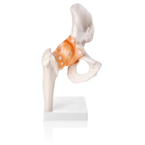 Image of Human Hip Joint Model with Ligaments ✮ Scientific Life Size with Premium Display Base ✮ Best Teaching Tool for Patient Education & Anatomy Study
