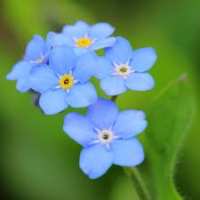 60+ Mysotis Indigo Blue Forget-me-not Flower Seeds /Perennial 60+ Mysotis Indigo Blue Forget-me-not Flower Seeds /Perennial