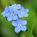 60+ Mysotis Indigo Blue Forget-me-not Flower Seeds /Perennial
