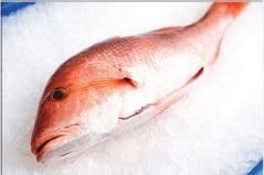 Boston Fish Snapper Red Whole 10 Lb Case