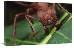 20 x 30 in. Leafcutter Ant Worker Cutting Papaya Leaf, Honduras Art Print - Mark Moffett