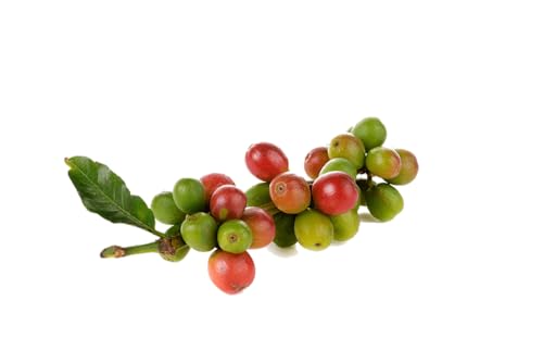 Miscela D'Oro Natura - Café en grano orgánico 2.2 lbs miniatura 3
