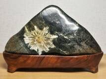 Amazon.co.jp: 白菊2.6kg 菊花石 菊紋石 小菊石 花紋石 原石 鑑賞石