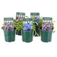 Alpine Plants 9cm - Set of 5 - Blue/Purple (Live Plants)