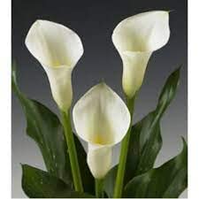 Calla Lily Flower Bulbs For Home Garden pack of 1 (B0BZ4K8WY2) Amazon Price History, Amazon Price Tracker