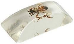 Fake Ice Cube with Bug