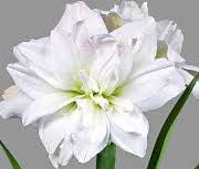 White Nymph Amaryllis Double Flowering Amaryllis, Blooming Sized Bulb
