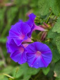 Image of Morning Glory Flower Seeds 25 Plus Mixed Color for Planting Climbing Vine Flower Seeds for Home Garden Balcony Terrace Easy Grow Fast Growing Blooming Plants Indoor Outdoor Gardening (morning glory..)