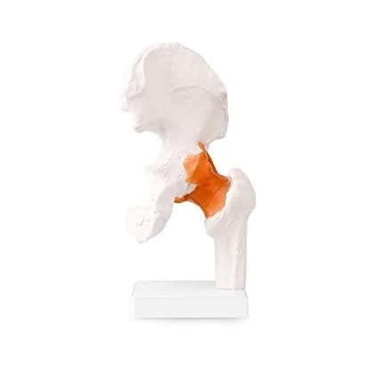 cei worldHip Joint Model Flexible