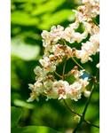 Garden Center Shop | Catalpa Bignonioides 80-100 cm M20 | Árbol Ornamental de Sombra | Hoja Grande y Flor Blanca Decorativa | Ideal Jardines y Exteriores
