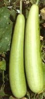 Seeds of India Bhim Bottle Gourd Seed Packet