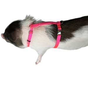 Hand Made Newly Designed Pig/Hog Harness Longer Backstrap (XXX-Large 48 T0 70