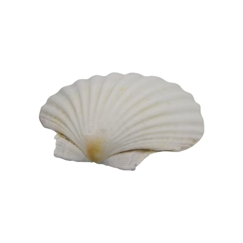 AOOOWER Conchas de vieiras blancas naturales perfectas para pintar, manualidades, bodas en la playa y decoración costera del hogar