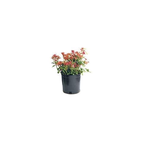 Premium Nursery Pot 3 Gal Cover