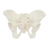 Anatomisches Modell für Hüftknochen und Becken, für wissenschaftliche Bildung, Hebamme, kleines weibliches Beckenmodell, flexibles Anatomie-Modell