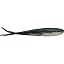 Black Shad