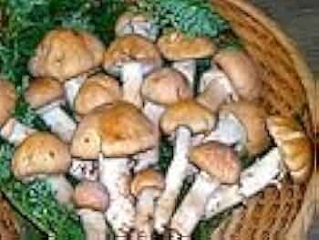 Amazon.co.jp: 長野産 しょうげんじ茸 400g入 : 食品・飲料・お酒