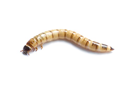 Livefoods4u Live Morio Worms 250g Bulk Bag (4-6cm) | Large Feeder Worms for Bearded Dragons, Monitors & Wild Birds | High Fat & Protein Livefood | Bulk Pack - Image 4