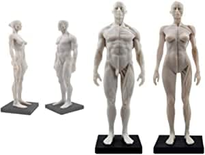 Amazon.co.jp: 人体模型 モデル 人体モデル 男性と女性 1セット 11