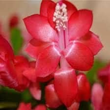 RED Christmas Cactus Plant in 6'' Pot |Zygocactus| Holiday's Plants