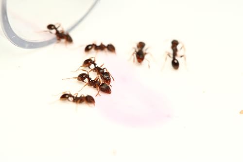 Live Queen Ant with Colony, Food | Pavement Ants | for Home Or Classroom