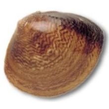 Pana Pesca Whole Shell Clam - 17/22 count per Pound, 1 Pound -- 10 per case.