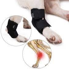 BELTWALA Shock Proof Knees Protector Dog Legs Wrap | Dog Knee Wrap | 1 Pair for Dog Pet | Brace for Dogs | Dogs Knee Stap (M) (B0C59J6JNB) Amazon Price History, Amazon Price Tracker