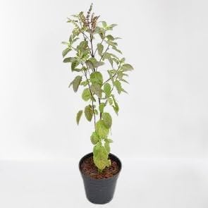 GREEN COLECTIONS Tulsi Live Ayurvedic Holy Basil Plant Krishna Bel Patra plant For Home Garden Real Rama Hari Shyama Indian Medicinal Herbal (Green and Black Plant)