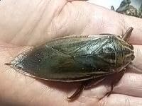 タイワンタガメ 生体 新成虫1匹(水生昆虫 水棲昆虫)