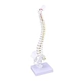 Alipis Wirbelsäulenmodell Aus Pvc Für Übung Und Anschauung Mit Wirbelsäule Nervenwurzeln Spinalarterien Bandscheiben Und Abschnitten Der Wirbelsäule Sowie Oberschenkelknochen Für