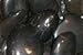 Polished Pebble, Black, 3-5"