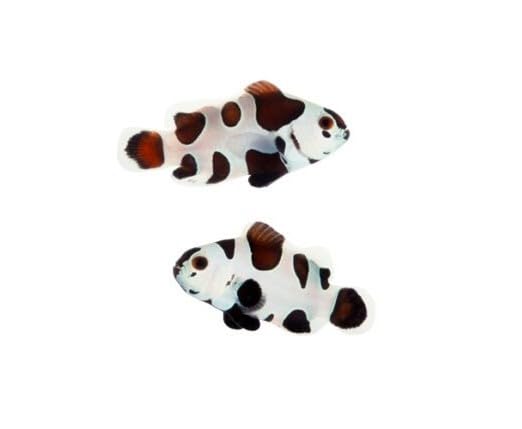 2-Pack Black Storm Ocellaris Fish