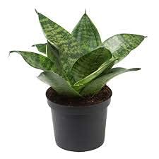 Sansevieria Green Air Purifier Live Plant in Yellow Conical Ceramic Pot (Snake Plant) | NASA Indoor Plant-image-10