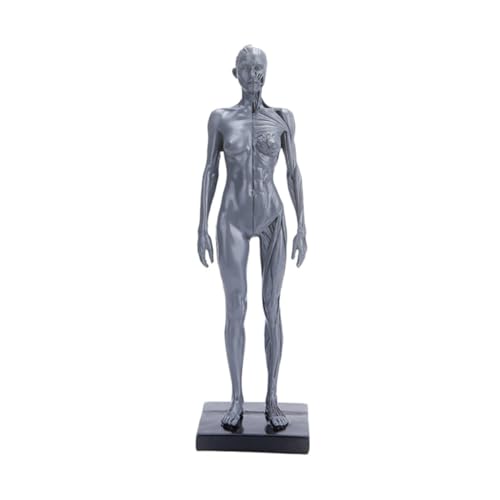 Modèle anatomique de muscle humain pour décorer un cabinet médical chic