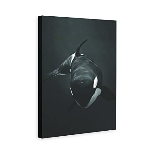 Xdtiopimy Animal Wall Art Decor Black And White Killer Whale Canvas Print Decor Office Room Decor Picture Paintings For Living Room Bedroom Framed Ready To Hang 12X18 Inchs #TOP13