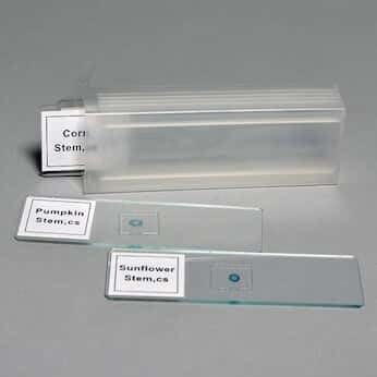 Stem Microscope Slide Set| Set of 10 Slide|-image-42