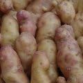 Seed Potato Pink Fir Apple 1Kg.