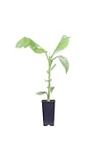 eGarden.store