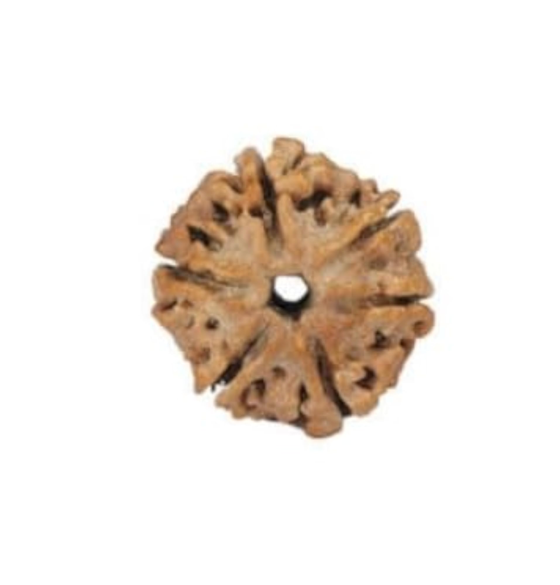 Original 6 Mukhi Rudraksha for Pendant Making, Lab Certified