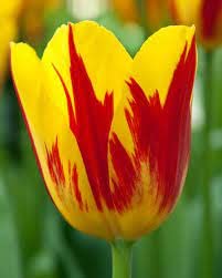 Tulip Flower Seeds Imported Bulbs for Home Gardening (Pack of 10) Red-Yellow By_5204-image-39