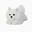 White Pomeranian