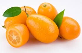 Kumquat Meiwa Tree Grafted Semi Dwarf 3 Gallon Potted